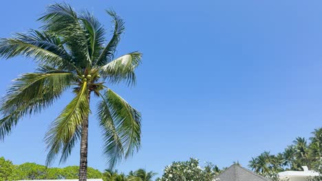 palmera bajo un cielo azul
