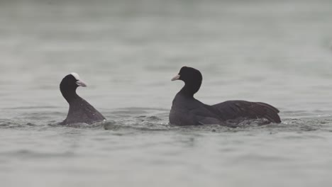 Coots-Fulica-atra-fight-vehemently-by-kicking-at-each-other-with-feet,-telephoto