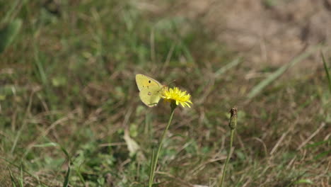 Mariposa-Amarilla-Colias-Hyale-De-Cerca-En-Flor-En-Verano-A-Cámara-Lenta