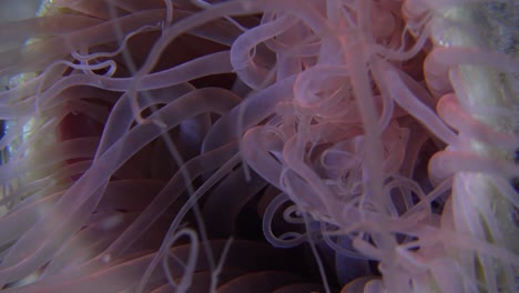 pink anemone super close up on coral reef at night