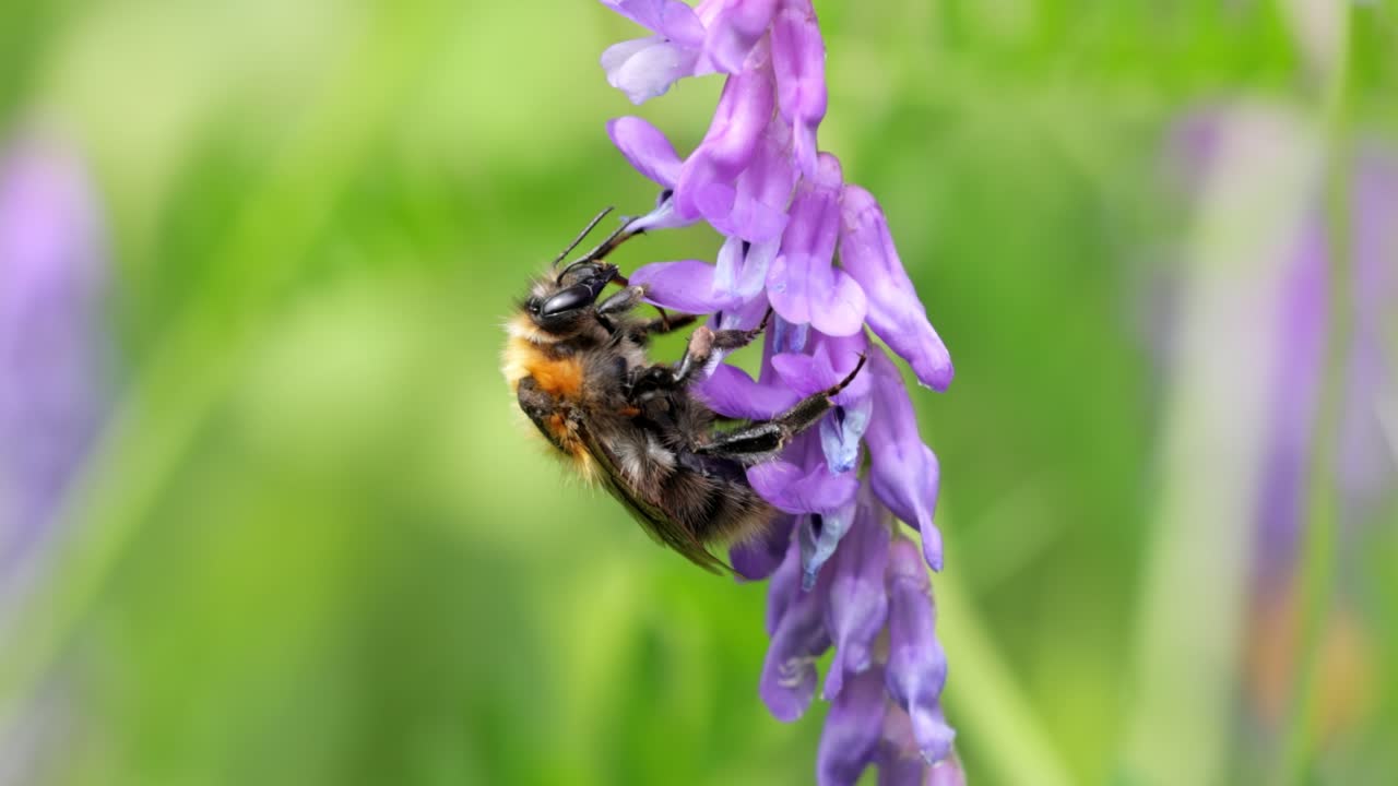бумблби собирает цветочный нектар в солнечный день. бумбблби в макро снимке в замедленном режиме.