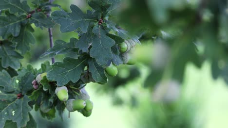Oak leaf, acorn on oak tree background