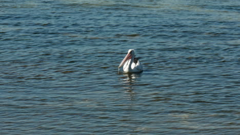 Gran-Pelícano-Australiano-Atrapando-Peces-Pequeños-En-Aguas-Costeras-De-Victoria