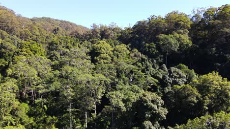panorama del monte cougal cubierto por árboles de hoja perenne - parque nacional en el valle de tallebudgera - valle de currumbin, queensland, australia