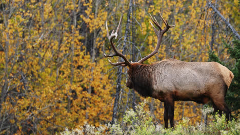 close up of large bull elk in canadian forest, breathing out steam in cold air