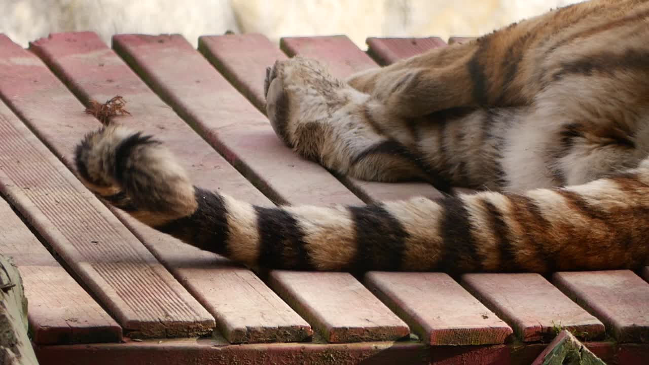 Tiger's Striped Tail Twitching While Resting on Wooden Platform