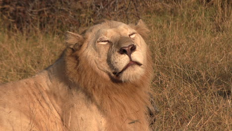 rare white lion basks in the glow of a low lying sun