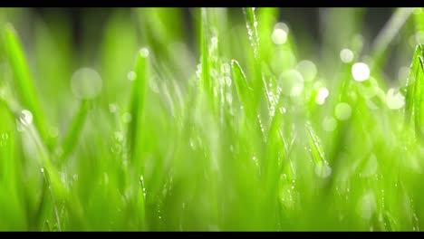 dew-kissed grass