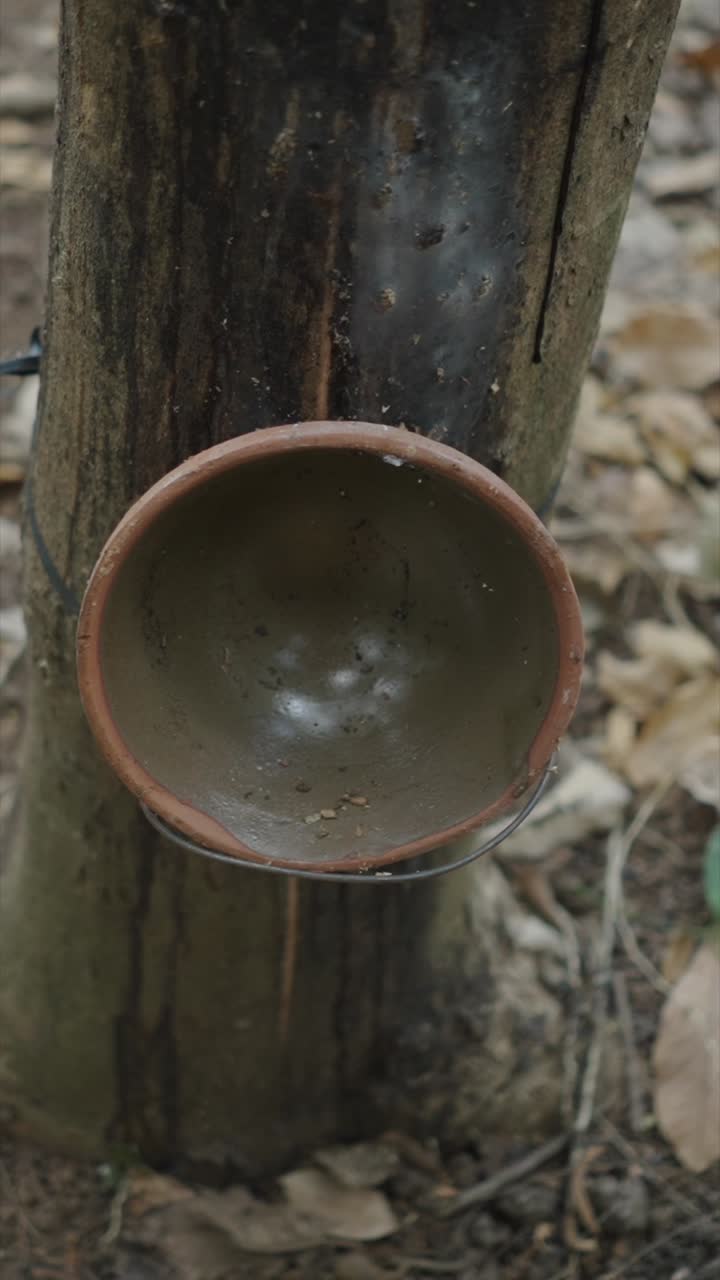 Rubber tapping in a plantation