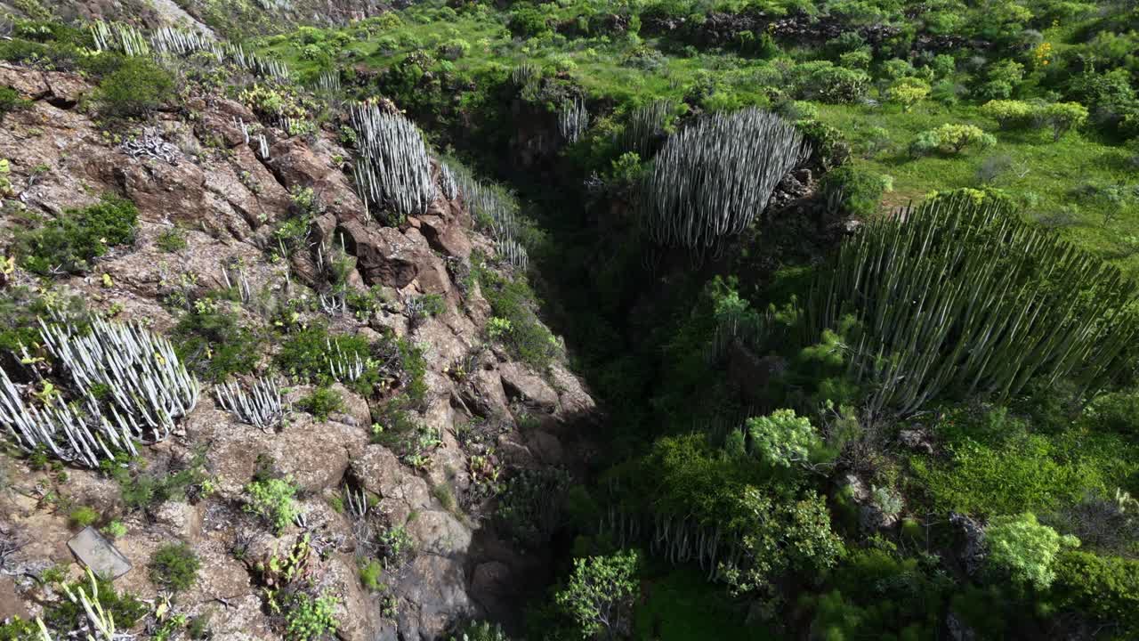 Kanarya Adaları'ndaki Gran Canaria'da bir kanyon manzarasında çiçek açan endemik flora.