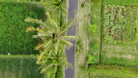 Palmeras-De-Coco-Que-Crecen-Cerca-De-Los-Campos-De-Arroz,-Vista-Aérea-De-Arriba-Hacia-Abajo