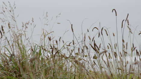 coastal grass field in fog