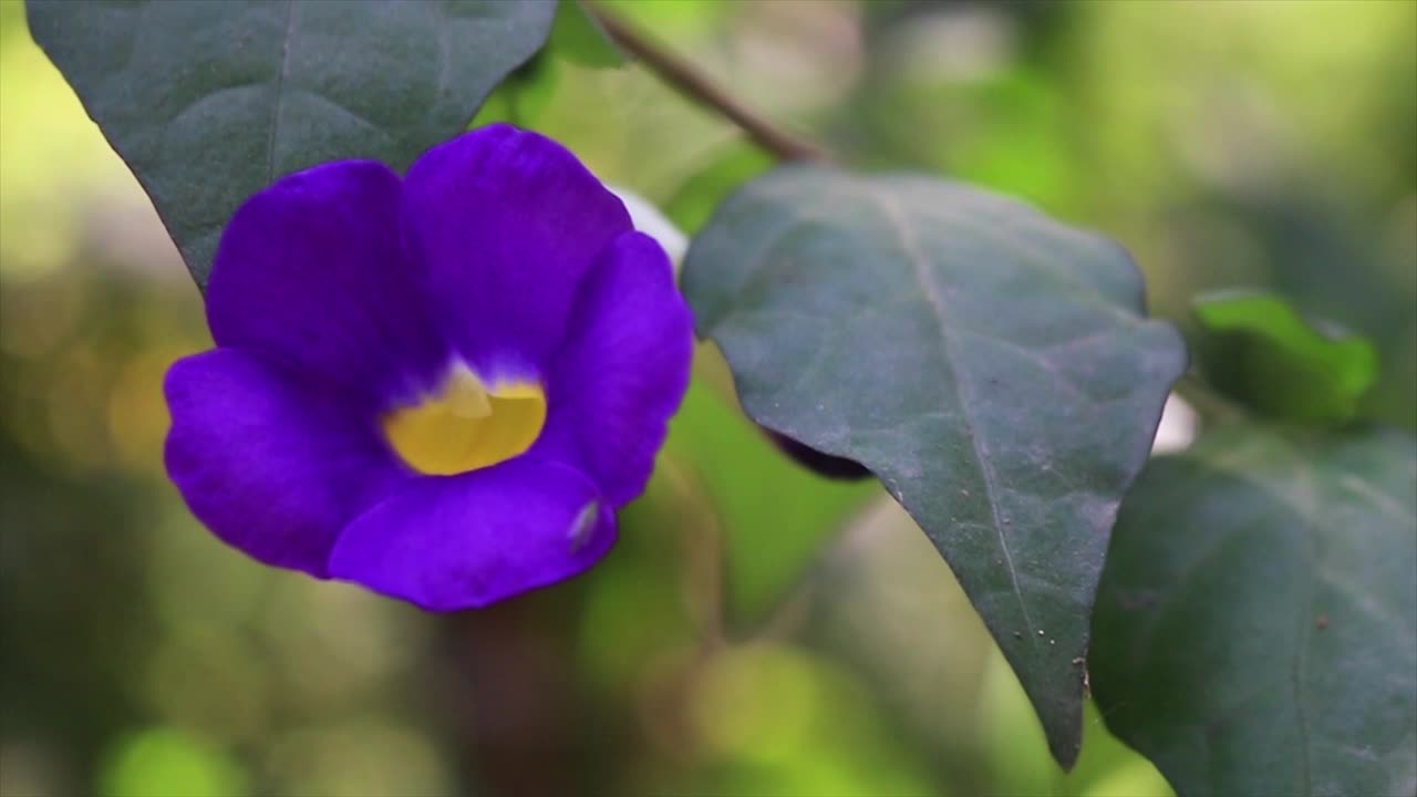 현지에서 nilkontho 꽃으로도 알려진 thunbergia erecta의 클로즈업