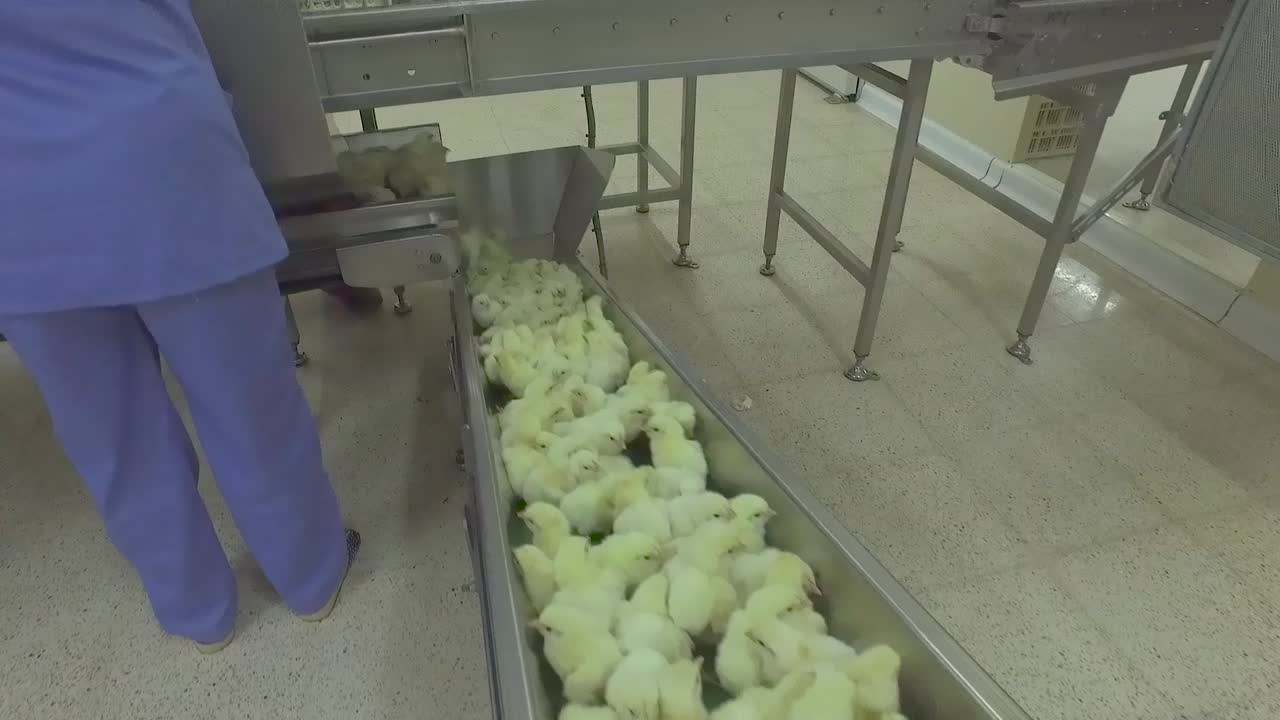 a chick production line in a hatchery factory intended for large henhouses