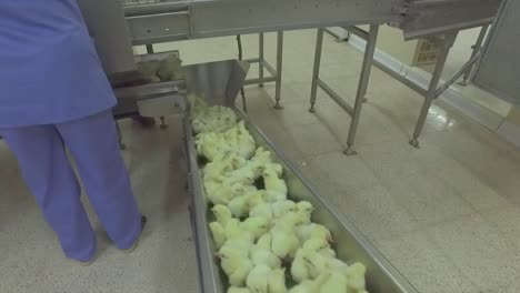 a-chick-production-line-in-a-hatchery-factory-intended-for-large-henhouses