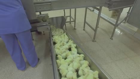 una línea de producción de pollos en una fábrica de incubación destinada a grandes gallineros