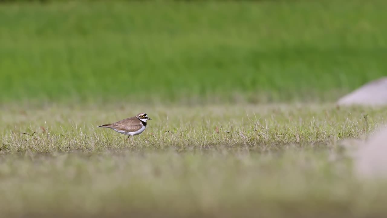 Curious Little Ringed Plover Looking Alert in Grass