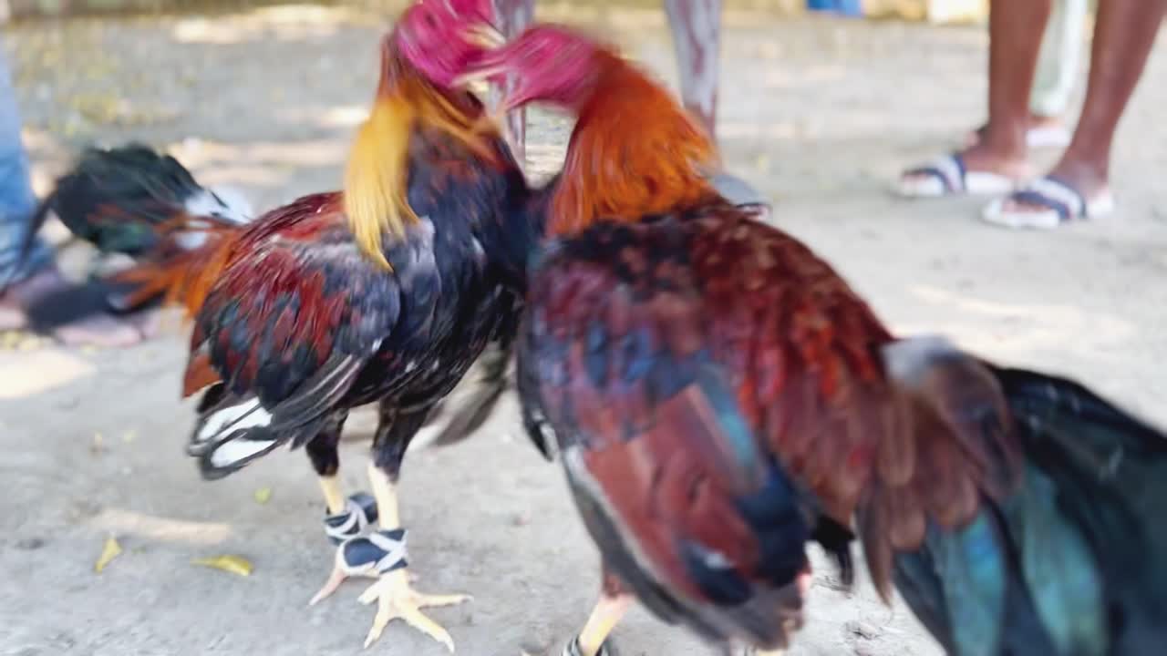 la cultura de las peleas de gallos en la república dominicana. los gallos luchando