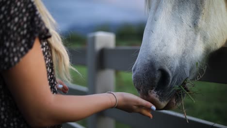 close-up golden hour shot of a woman hand-feeding a large white horse over a fence on a ranch