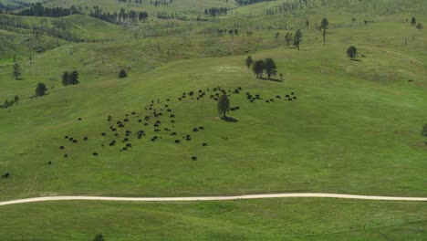 Dramatic-descending-aerial-shot-of-Bison-grazing-on