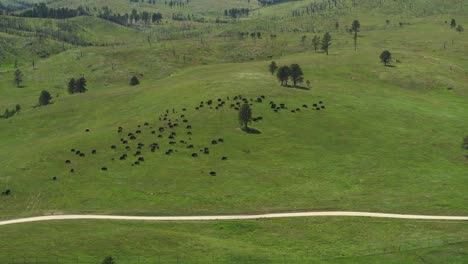 Dramática-Toma-Aérea-Descendente-De-Bisontes-Pastando-En