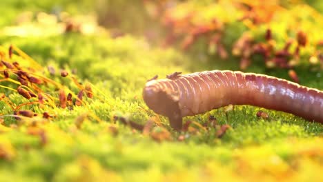 an earthworm is a terrestrial invertebrate that belongs to the class clitellata, order oligochaeta, phylum annelida. they exhibit a tube-within-a-tube body plan.