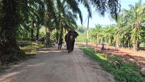 a gentle giant walks down a rural path