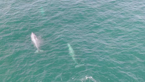 3-Humpback-whales-swimming,-surfacing,-and-blowing-air-