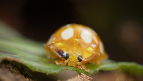 Cream-spot Orange Ladybird In Wilderness