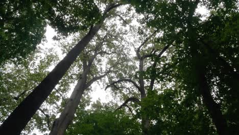 looking up at trees tossed by wind, pennsylvania