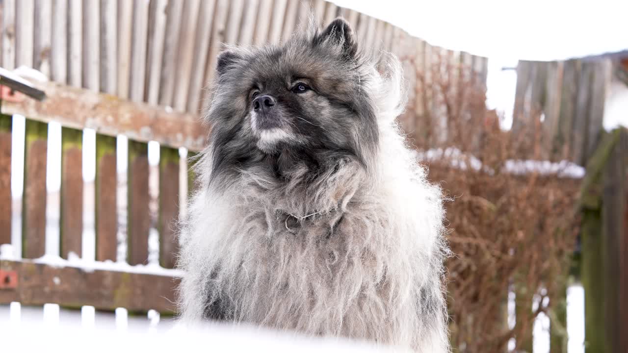Vista de baixo de um cão Keeshond (Wolfspitz) sentado na neve e olhando para cima. Pelagem de inverno fofa e postura calma criam um forte retrato de animal de estimação ao ar livre, emocionante e em câmera lenta.
