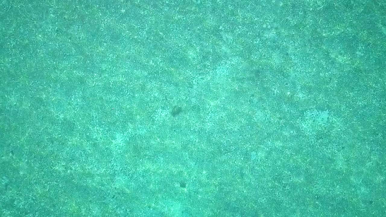 말레이시아의 맑은 물과 거북이 위의 공중 비행, 슬로우 모션으로 하강하는 새의 눈