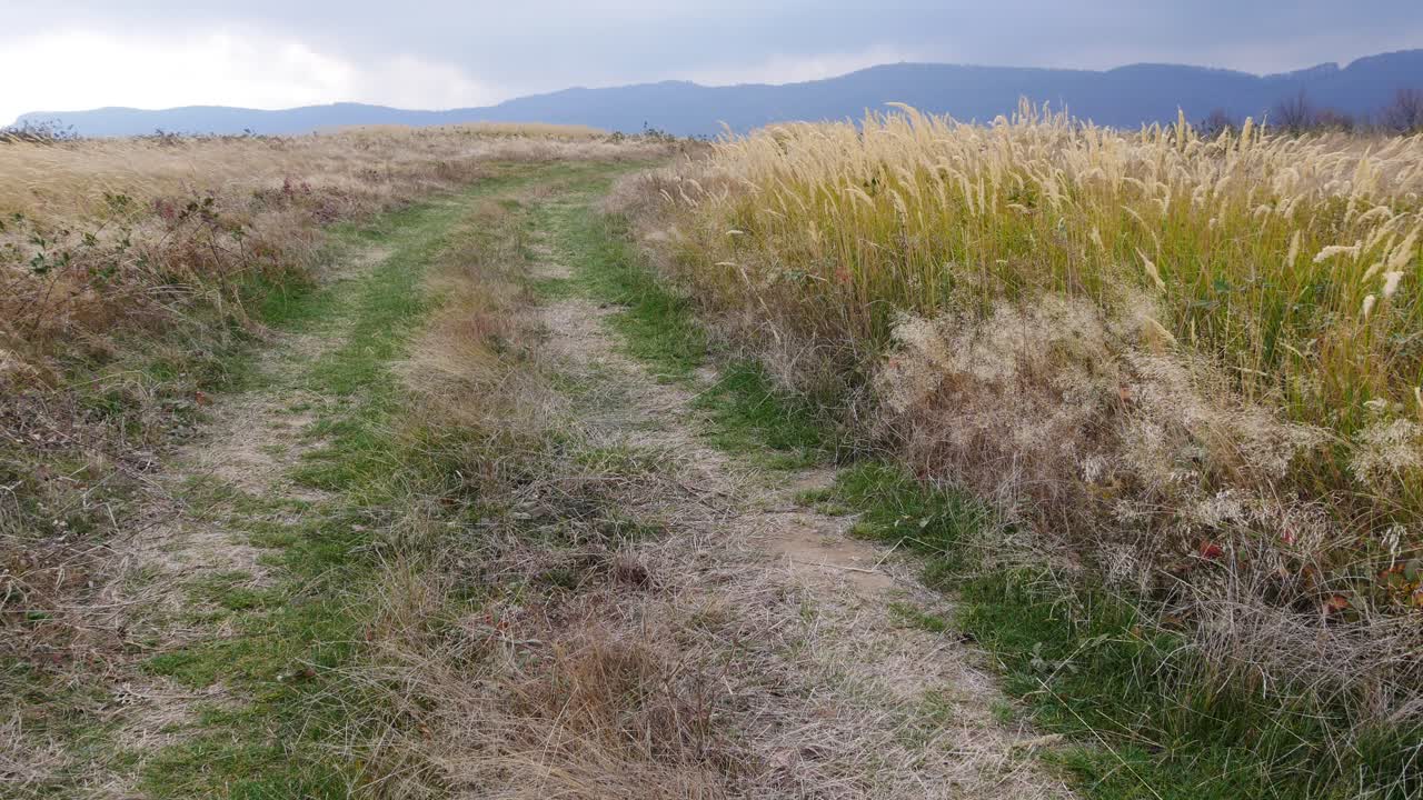 Black road in the mountains. Stormy wind swings tall grass. Late autumn in the Balkan Mountains.