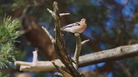 Gewöhnlicher-Buchfink-Vogel-Auf-Ast-Mit-Windzerzausten-Federn