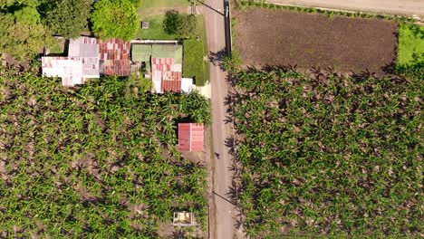 Aerial-top-down-forward-over-cultivated-fields-of-Moca-countryside,-Dominican-Republic