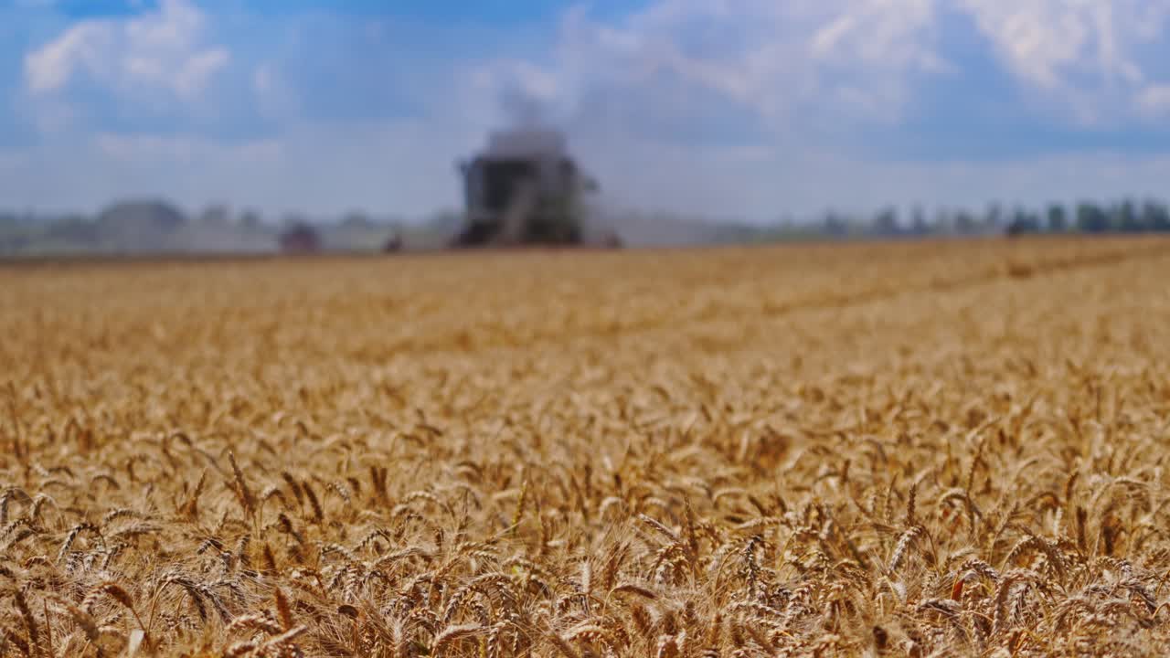 Golden field of wheat during seasonal works. Ripe spikelets of wheat on the blur background of combine harvester. Close-up.