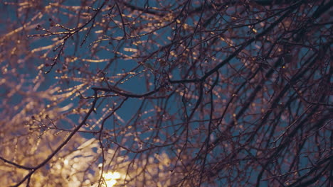 golden-hued light illuminates icy tree branches during dusk, creating a magical contrast against a deep blue evening sky, the intricate patterns of the branches shimmer with frost