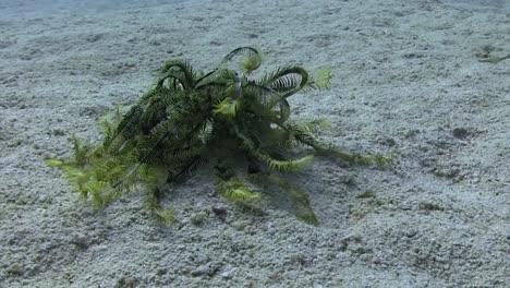 feather star walking in daytime 2