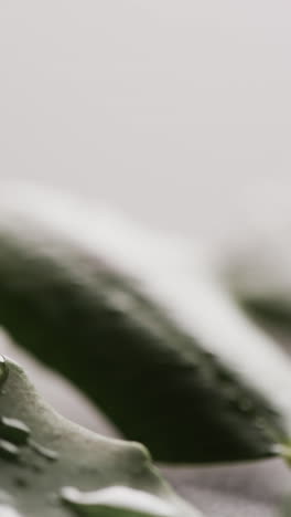 micro vertical video of close up of green leaves with copy space