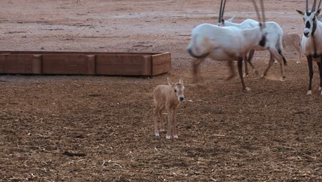 tracking shot of a group of white oryx and its young