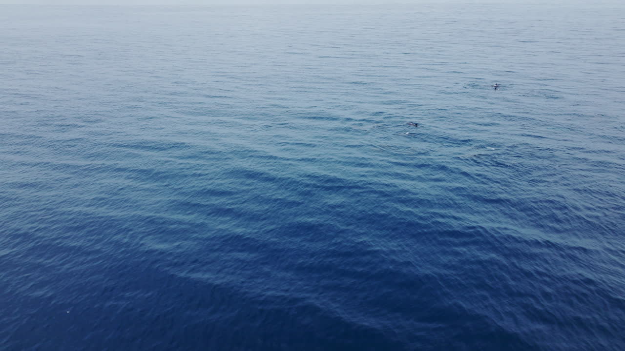 Aerial orbit of smooth Maldives water surface, deep blue tones with minimal movement from dolphin fins breaking above