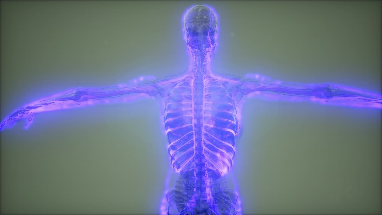 vasos sanguíneos del cuerpo humano