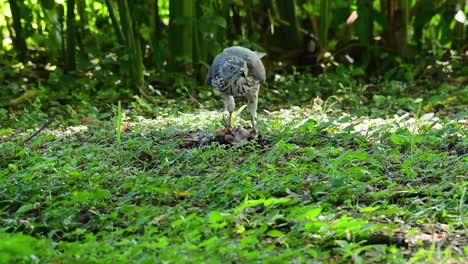 Shikra-Alimentándose-De-Otro-Pájaro-En-El-Suelo,-Esta-Ave-De-Rapiña-Atrapó-Un-Pájaro-Para-Desayunar-Y-Estaba-Ocupado-Comiendo,-Luego-Se-Asustó-Y-Se-Fue