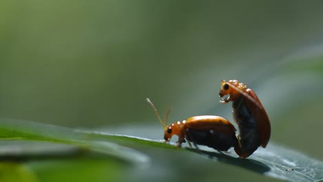 two ladybugs mating on leaves in the garden