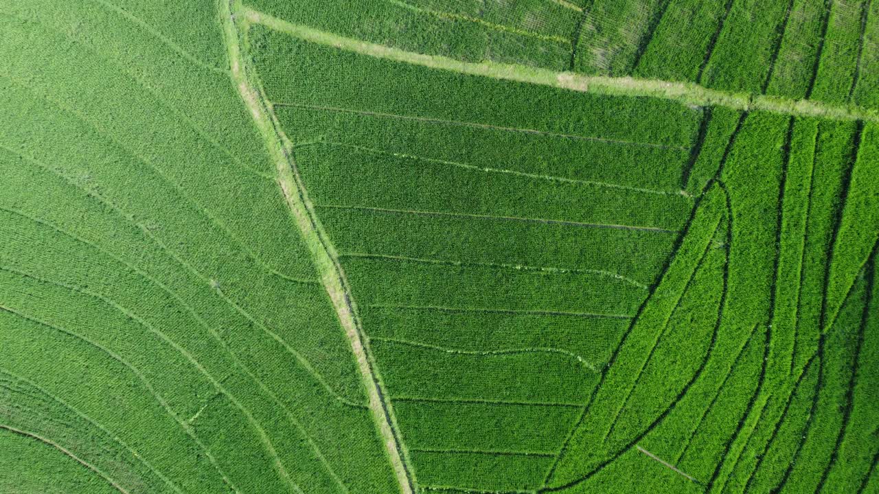 vista aerea de terrazas de arroz