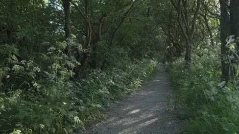 Forest-pathway-dappled-sunlight-rise-up-in-slow-motion-at-Thornton-Cleveleys,-Wyre,-Lancashire,-UK