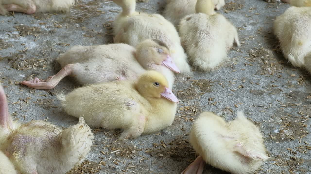 granja de aves de corral, patitos.