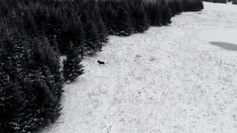 aerial drone view of a moose walking from a snow covered field into a pine tree forest on a late winter evening. wildlife animals in winter.