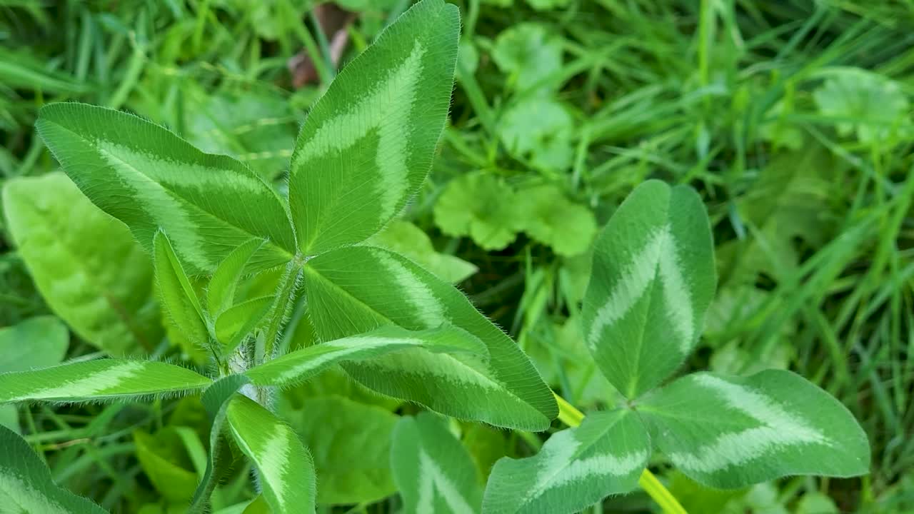 야생 자연에서 독특한 녹색 식물 잎의 매크로 샷