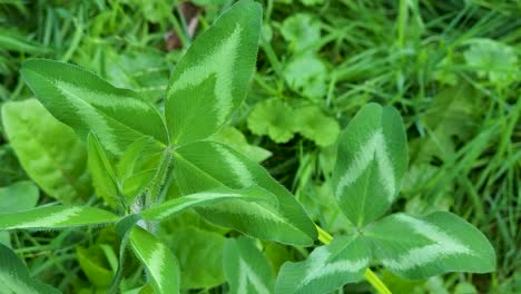 Tiro-Macro-De-Hojas-De-Plantas-Verdes-Distintivas-En-La-Naturaleza-Salvaje